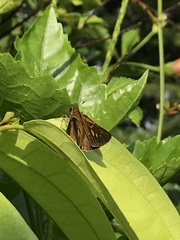 Polytremis lubricans