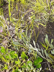 Chrysocephalum apiculatum