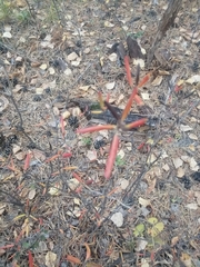 Rhododendron dauricum