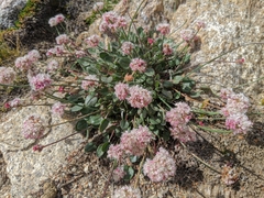 Eriogonum
