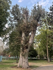 Ulmus glabra