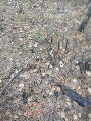 Rhododendron dauricum