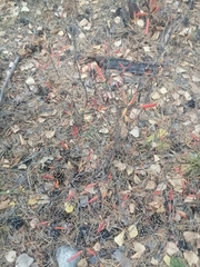 Rhododendron dauricum