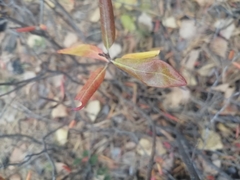 Rhododendron dauricum