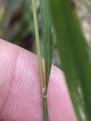 Calamagrostis varia