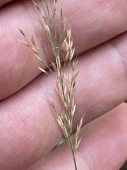 Calamagrostis varia