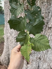 Ulmus glabra