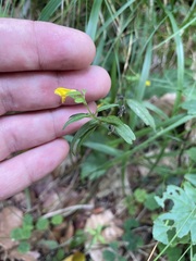 Melampyrum sylvaticum