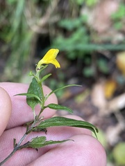 Melampyrum sylvaticum
