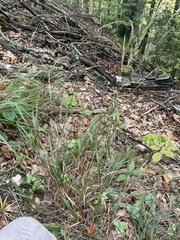 Calamagrostis varia