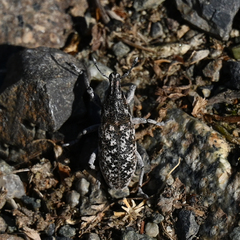 Cyphocleonus achates