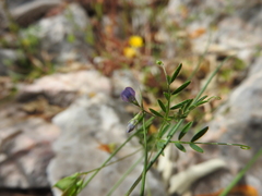 Vicia lens odemensis