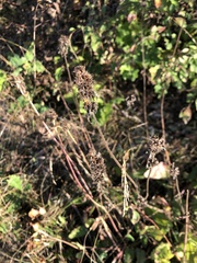 Betonica officinalis