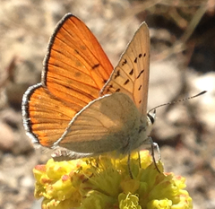 Tharsalea rubidus monachensis