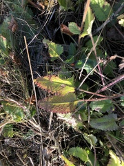 Betonica officinalis