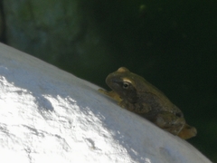 Rana italica