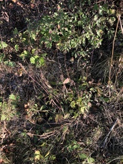 Betonica officinalis