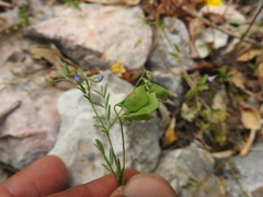 Vicia lens odemensis