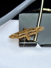 Parapoynx obscuralis