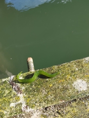 Apodichthys flavidus