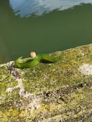 Apodichthys flavidus