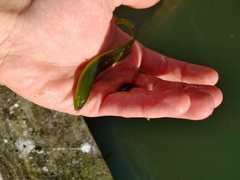 Apodichthys flavidus