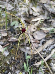 Caladenia parva