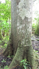 Pseudobombax septenatum