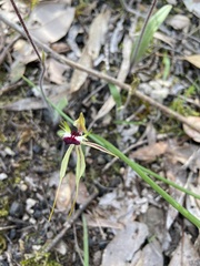 Caladenia parva
