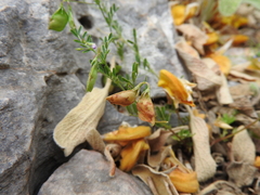 Vicia lens odemensis