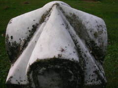 Philodromus spectabilis