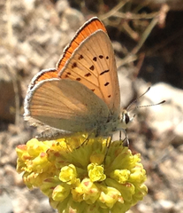 Tharsalea rubidus monachensis