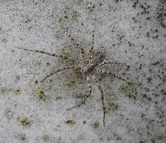 Philodromus spectabilis
