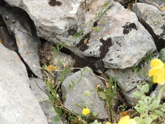 Vicia lens odemensis