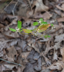 Croton glandulosus