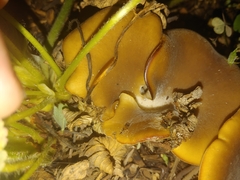 Hohenbuehelia petaloides