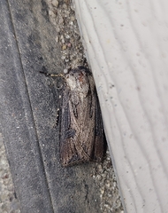 Agrotis venerabilis