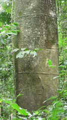 Cavanillesia platanifolia