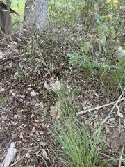 Eragrostis intermedia