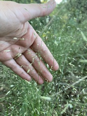 Eragrostis intermedia