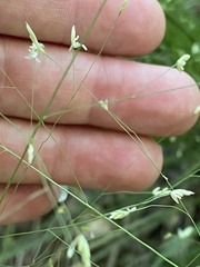 Eragrostis intermedia