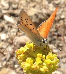 Tharsalea rubidus monachensis