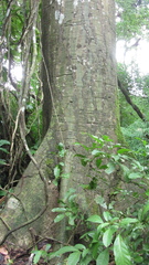 Pseudobombax septenatum