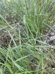 Eragrostis intermedia