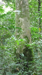 Hymenaea courbaril