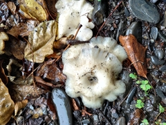 Lentinus squarrosulus