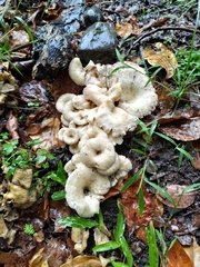 Lentinus squarrosulus