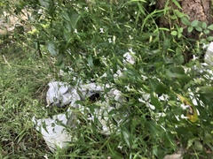 Andrographis paniculata