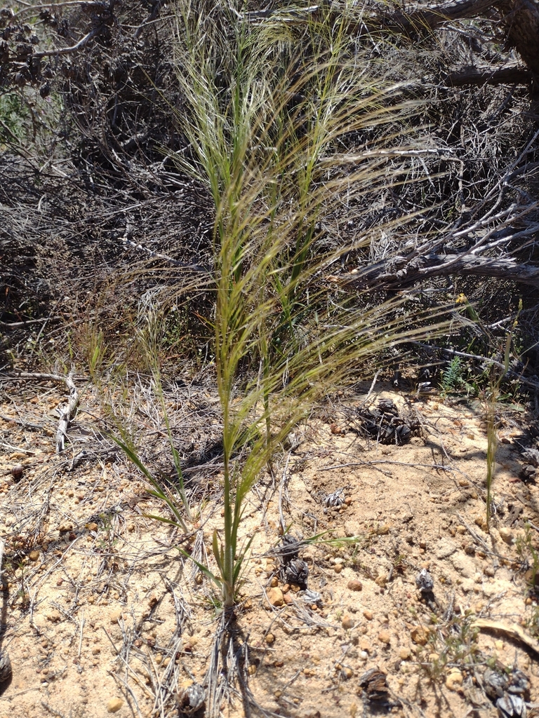 Austrostipa macalpinei