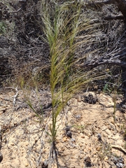 Austrostipa macalpinei